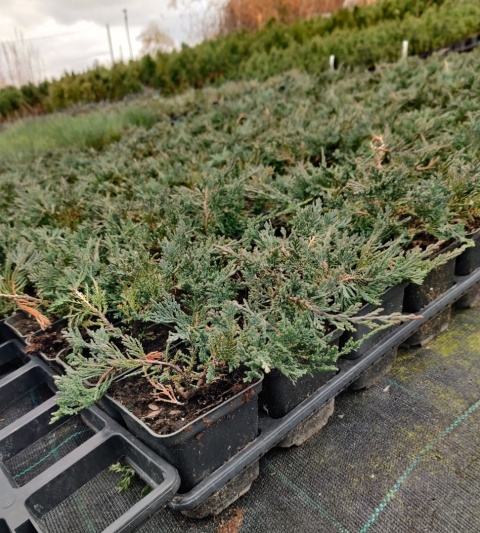 Sadzonki Jałowiec płożący 'Wiltonii'