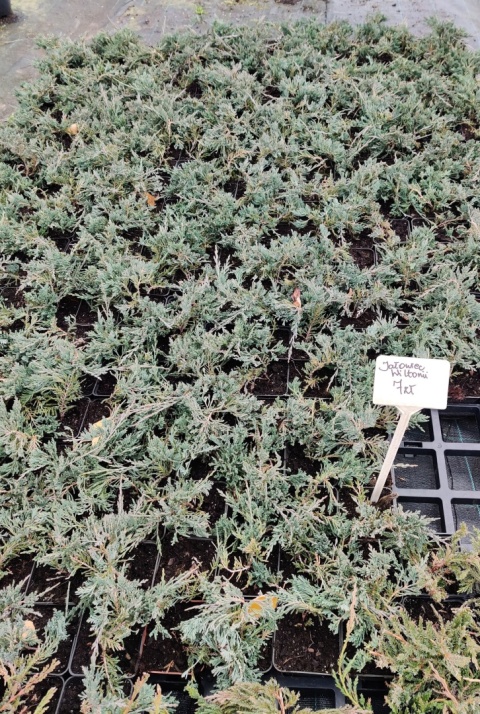 Sadzonki Jałowiec płożący 'Wiltonii'