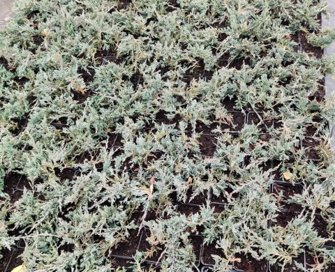 Sadzonki Jałowiec płożący 'Wiltonii'