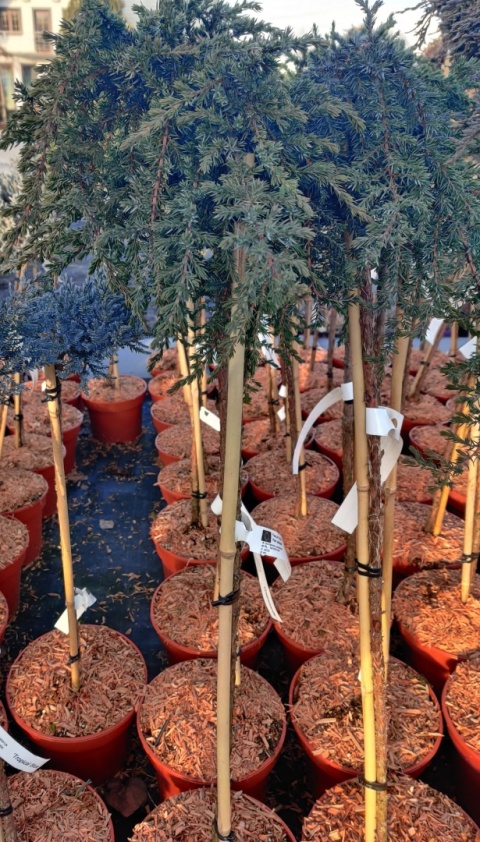 Sadzonki Jałowiec pospolity 'Greenmantle' szczepiony na pniu