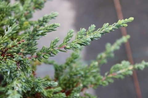 Jałowiec pospolity ‘Prostrata’ szczepiony na pniu