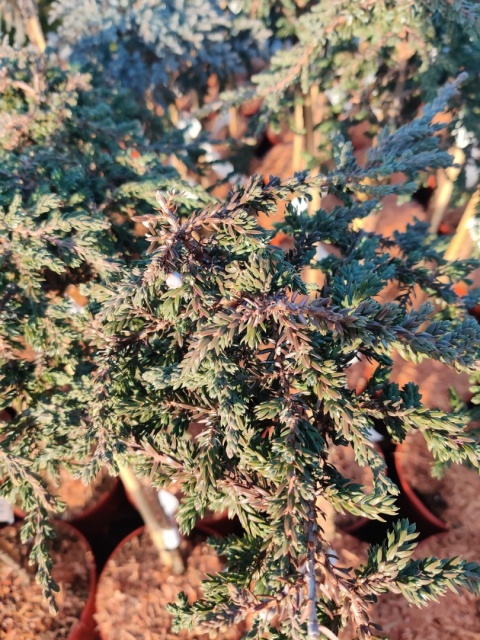 Sadzonki Jałowiec pospolity ‘Prostrata’ szczepiony na pniu