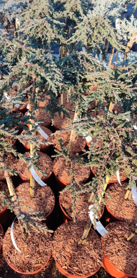 Sadzonki Jałowiec pospolity ‘Prostrata’ szczepiony na pniu