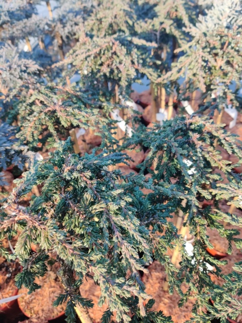 Sadzonki Jałowiec pospolity ‘Prostrata’ szczepiony na pniu