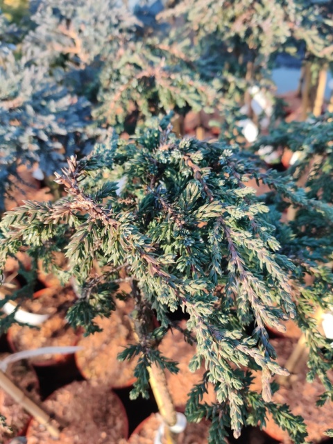 Sadzonki Jałowiec pospolity ‘Prostrata’ szczepiony na pniu