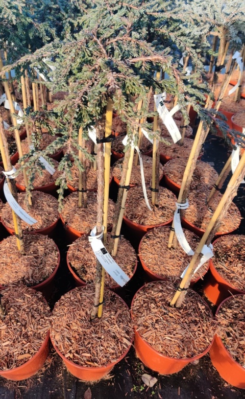 Sadzonki Jałowiec pospolity ‘Prostrata’ szczepiony na pniu