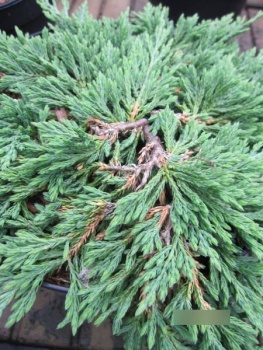 Jałowiec poziomy ‘Pancake’ szczepiony na pniu