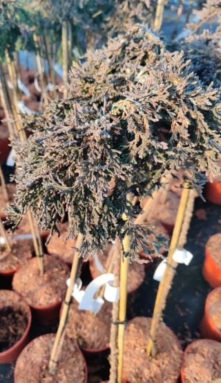 Jałowiec poziomy ‘Pancake’ szczepiony na pniu