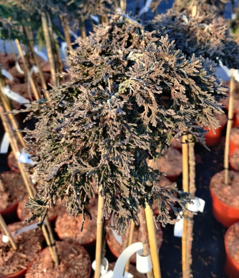 Sadzonki Jałowiec poziomy ‘Pancake’ szczepiony na pniu