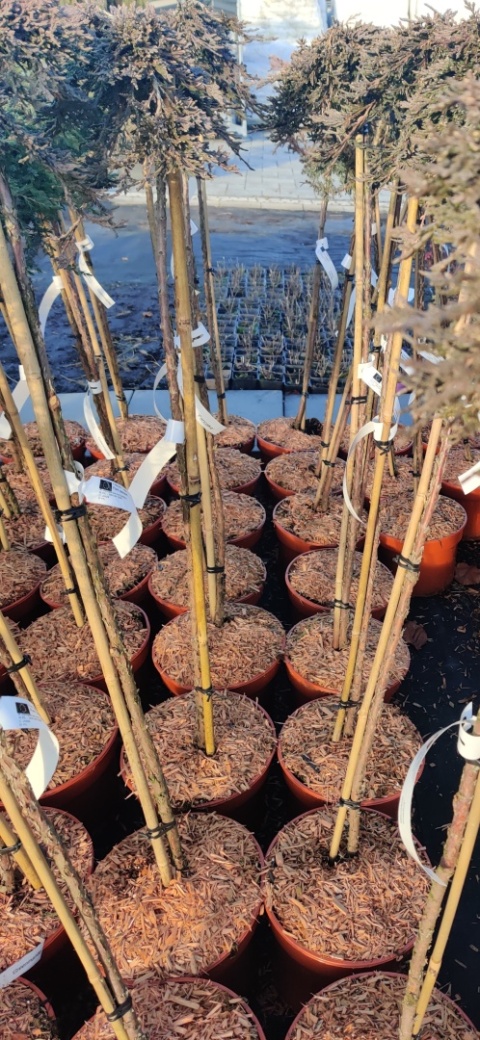 Sadzonki Jałowiec poziomy ‘Pancake’ szczepiony na pniu