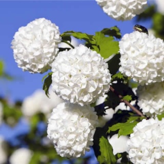 Kalina koralowa 'Roseum'