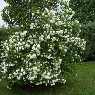 Kalina koralowa 'Roseum'
