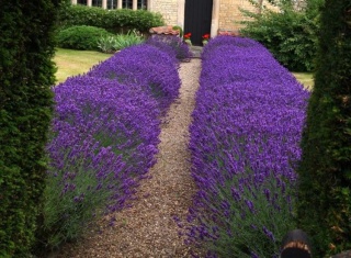 Lawenda wąskolistna 'Hidcote'