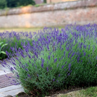 Lawenda wąskolistna 'Hidcote'