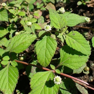 Lippia słodka