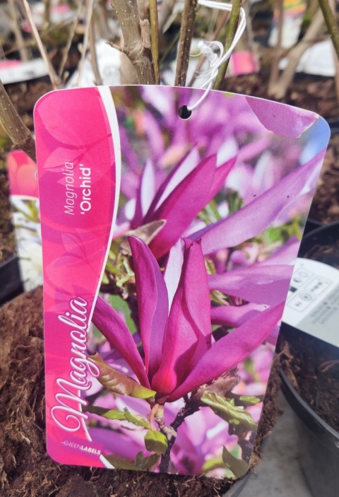 Sadzonki Magnolia 'Orchid'