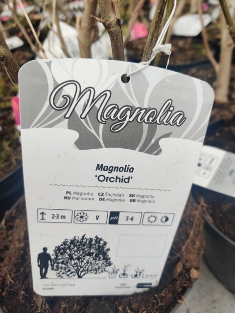 Sadzonki Magnolia 'Orchid'