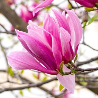 Magnolia 'Orchid'