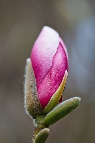 Magnolia 'Orchid'