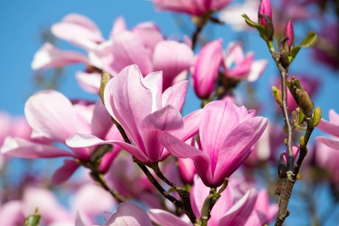 Magnolia 'Orchid'