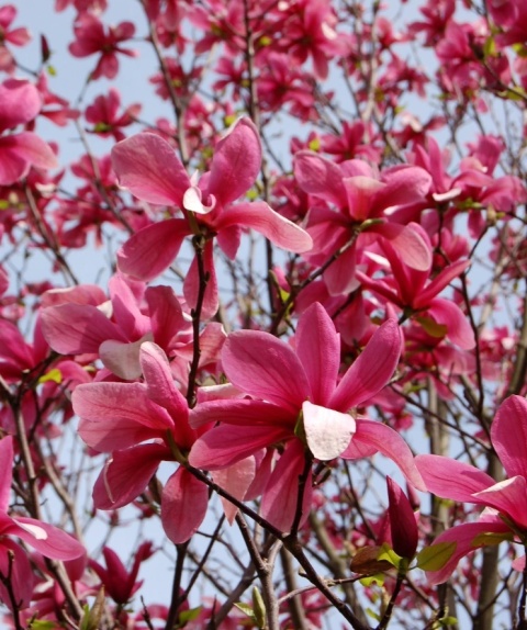 Magnolia 'Orchid'