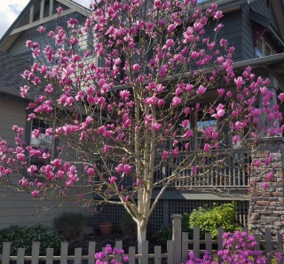 Magnolia 'Orchid'