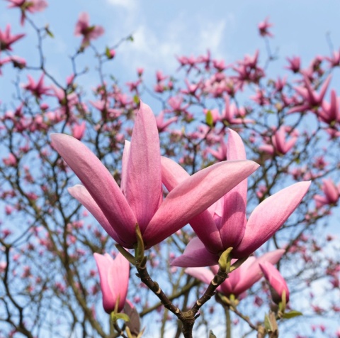 Magnolia 'Orchid'