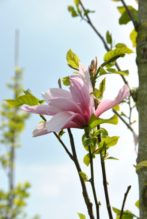 Magnolia 'Orchid'
