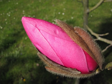 Magnolia 'Orchid'