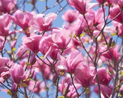 Magnolia 'Orchid'