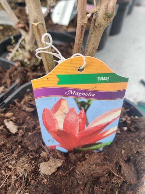 Magnolia 'Orchid'