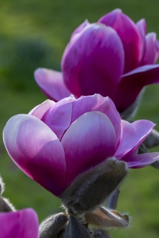 Magnolia pośrednia ‘Rustica Rubra’