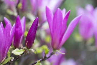 Magnolia purpurowa 'Nigra'