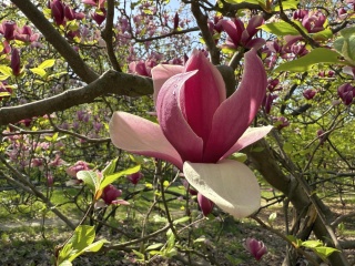 Magnolia pośrednia ‘Alexandrina’
