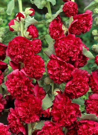 Malwa ogrodowa - różne odmiany (Alcea rosea)