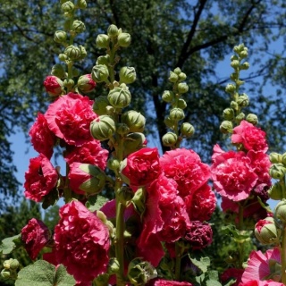 Malwa ogrodowa - różne odmiany (Alcea rosea)