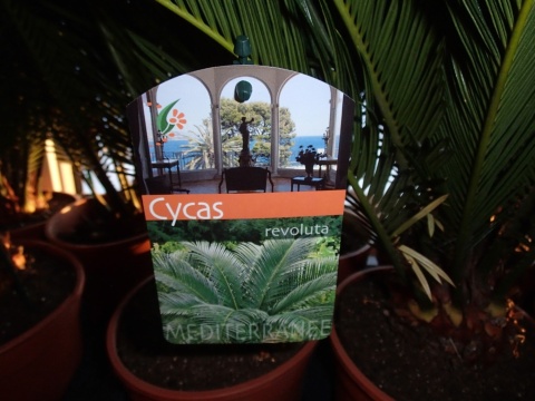 Sadzonki Sagowiec odwinięty