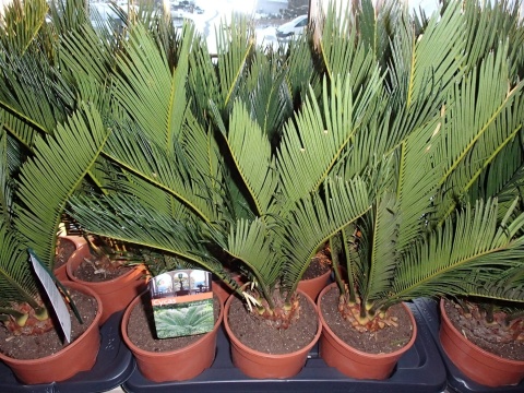 Sadzonki Sagowiec odwinięty