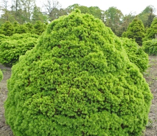 Świerk biały ‘Alberta Globe’