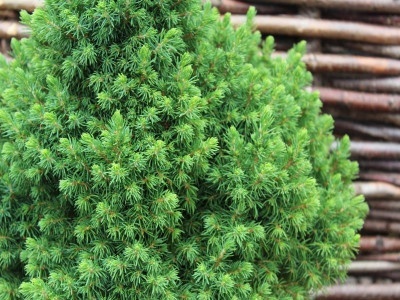 Świerk biały ‘Alberta Globe’