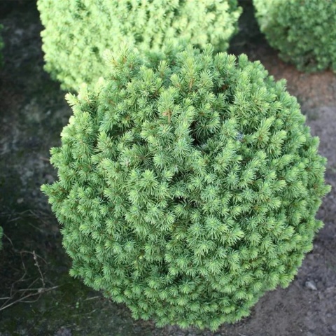 Świerk biały ‘Alberta Globe’