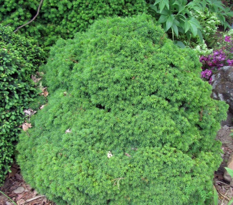 Świerk biały ‘Alberta Globe’