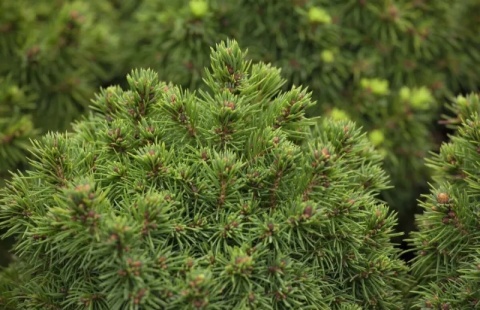 Świerk biały ‘Alberta Globe’