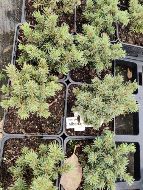 Sadzonki Świerk biały ‘Alberta Globe’