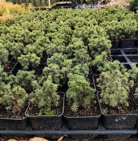 Sadzonki Świerk biały ‘Alberta Globe’