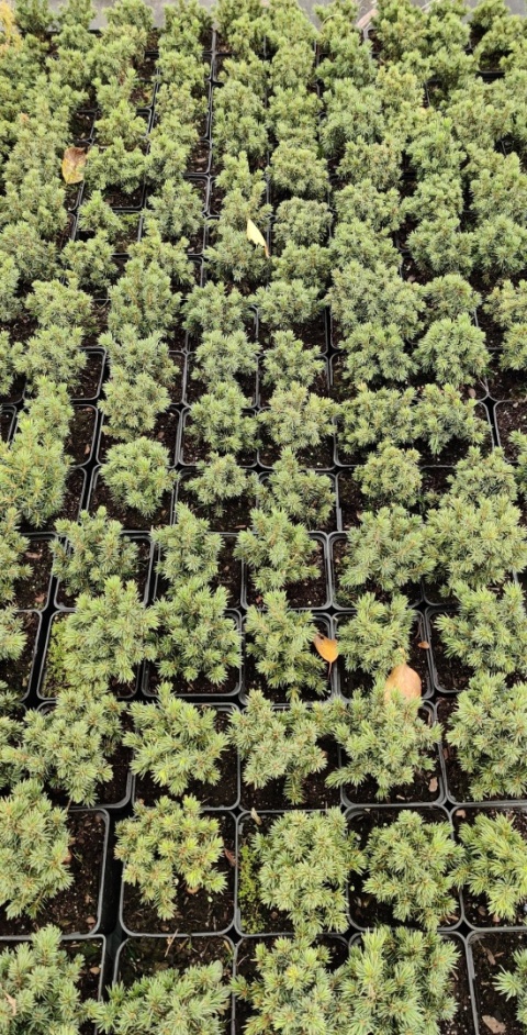 Sadzonki Świerk biały ‘Alberta Globe’