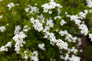 Tawuła szara 'Grefsheim'