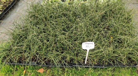 Sadzonki Tuja 'Whipcord'