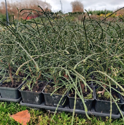 Sadzonki Tuja 'Whipcord'