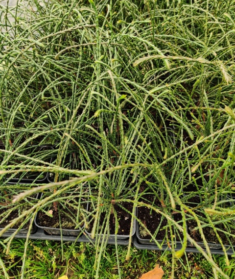 Sadzonki Tuja 'Whipcord'